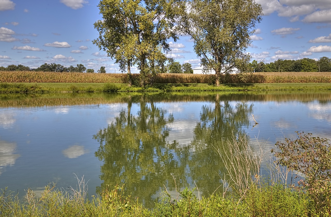 scenery trees artistic free photo