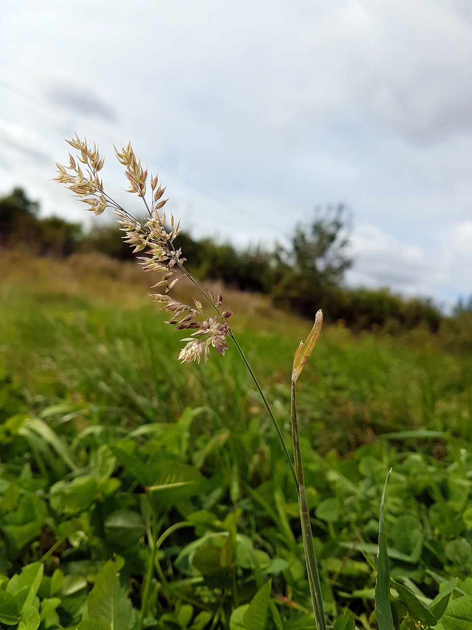 scenery landscape grass free photo