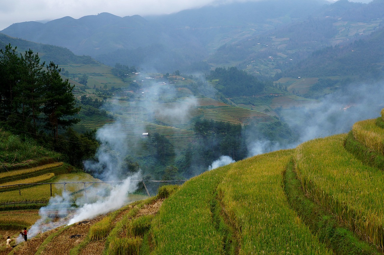 scenery smoke rice field free photo