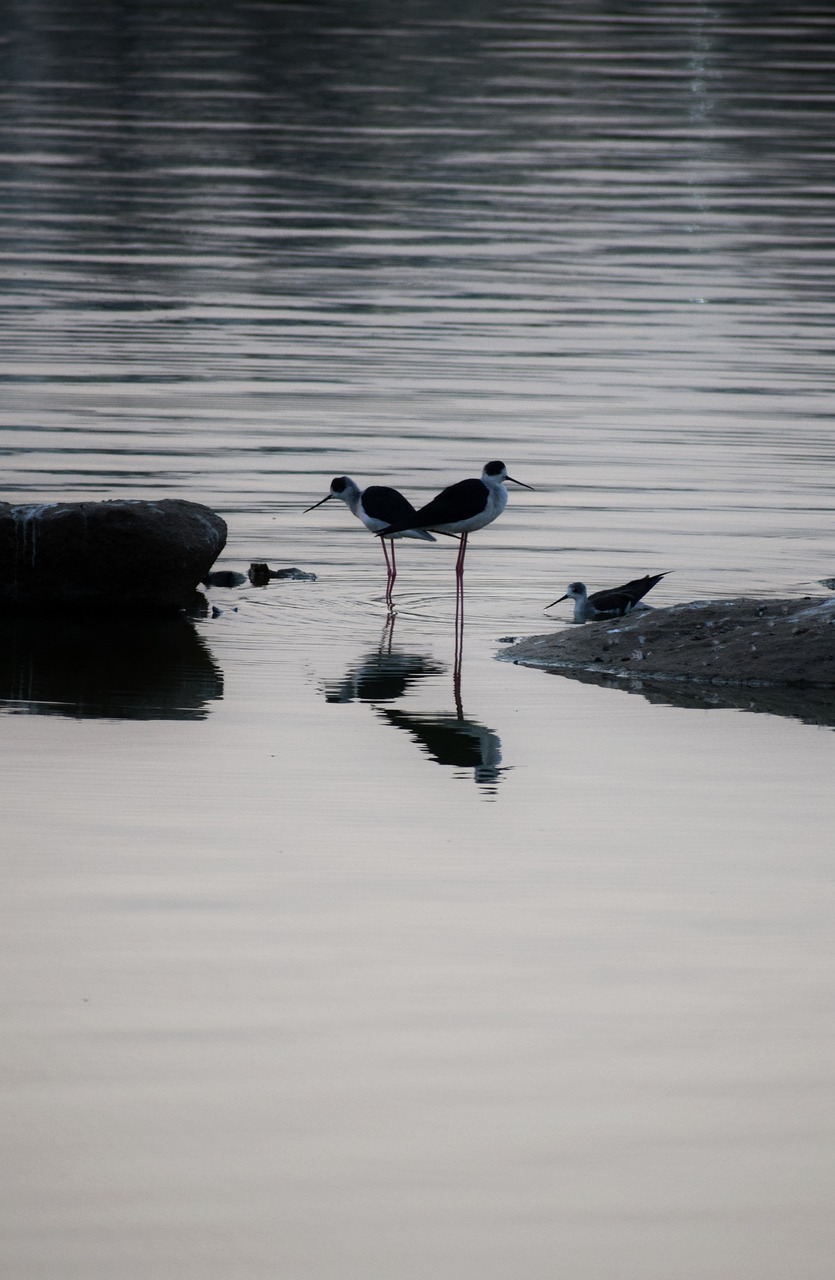 scenery birds lake free photo