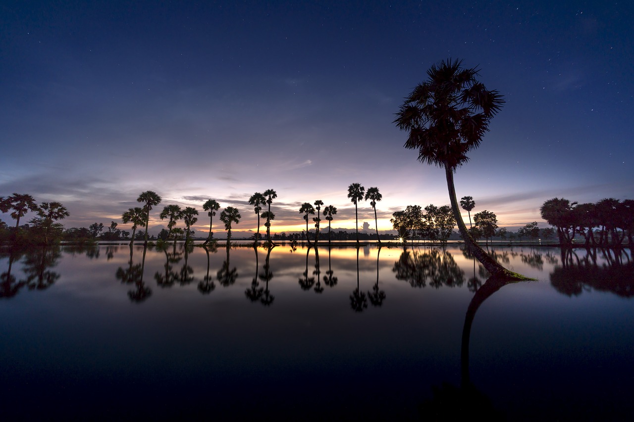 scenery  palm  tree free photo