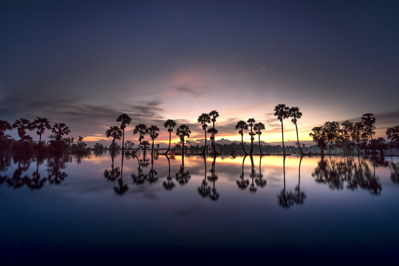 scenery  palm  tree free photo