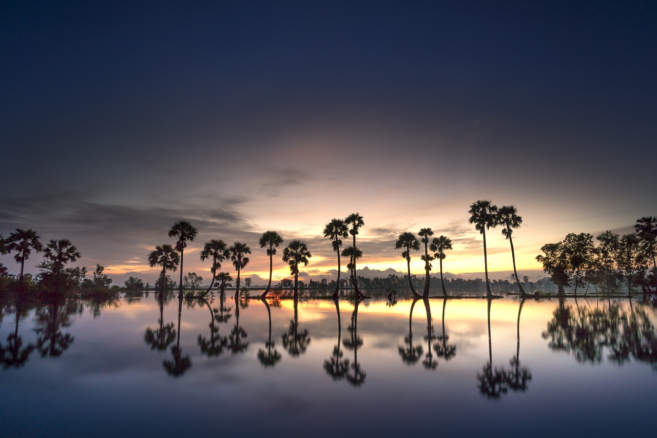 scenery  palm  tree free photo