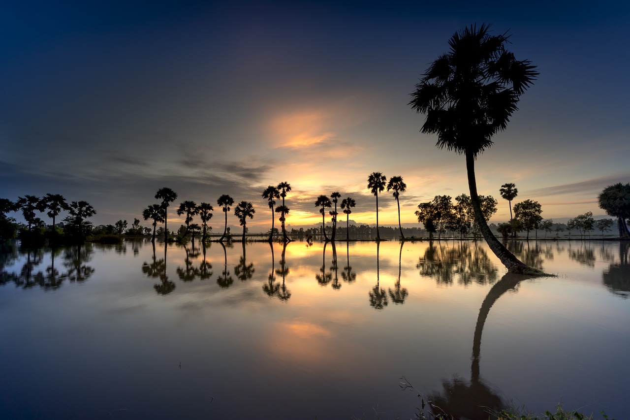 scenery  palm  tree free photo