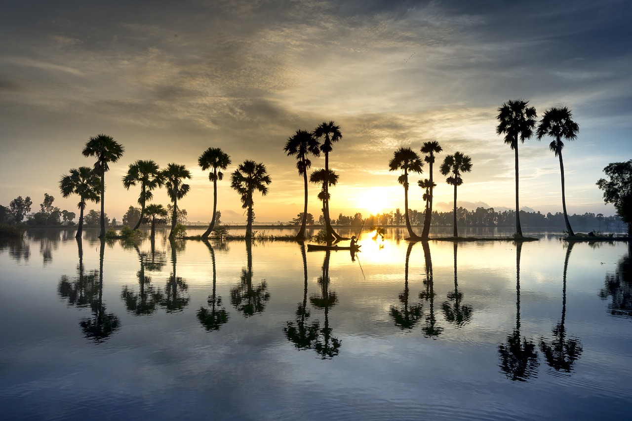 scenery  palm  tree free photo