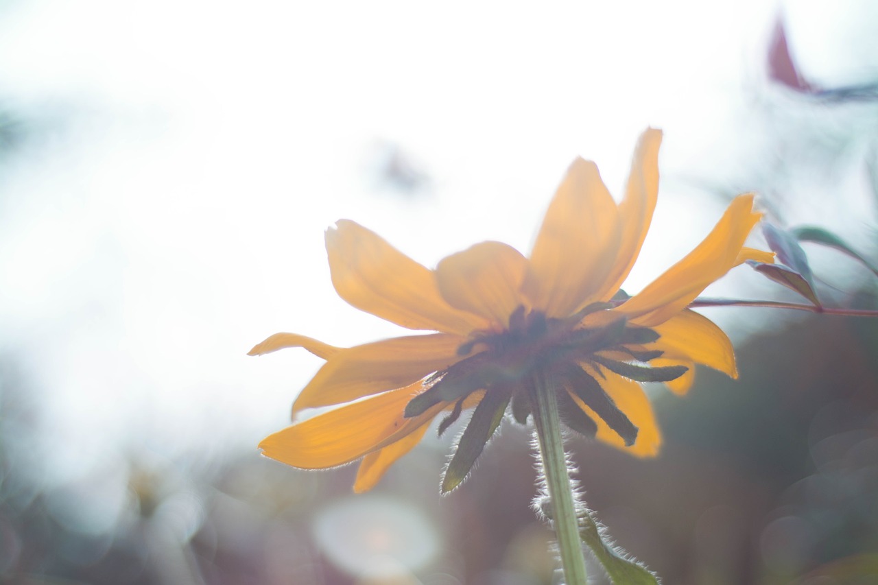 scenery photography flower free photo