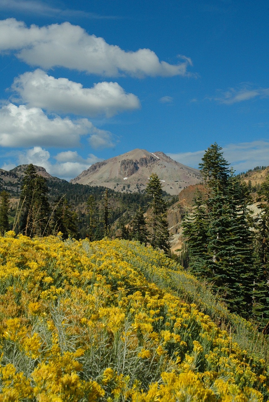 scenic landscape meadow free photo