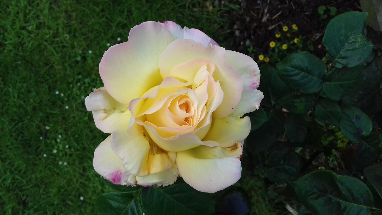 scented  yellow  rose free photo