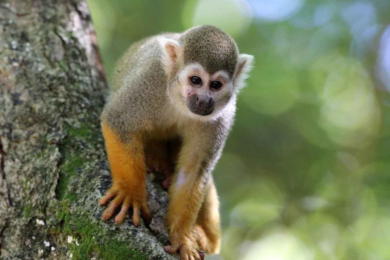 scented monkey primate animal free photo