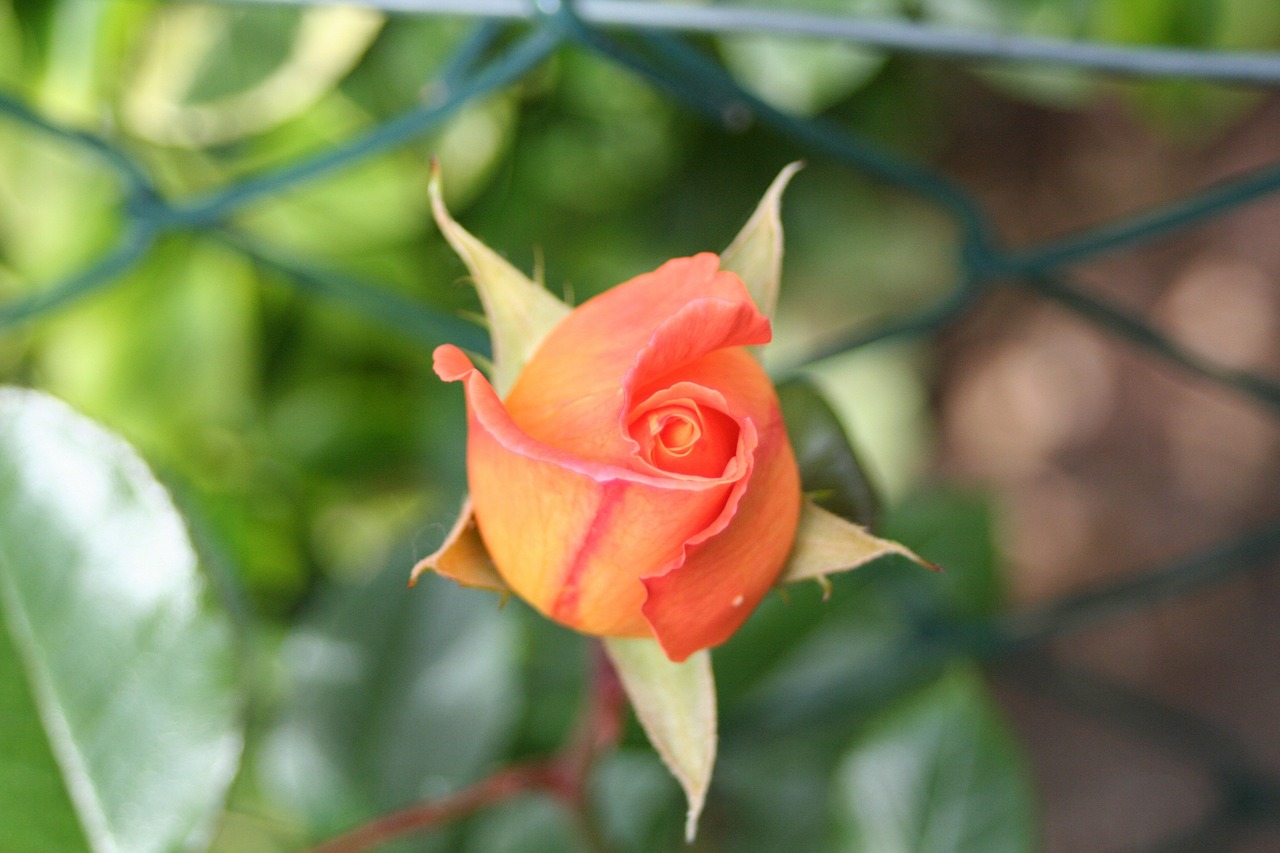 scented rose bud garden free photo