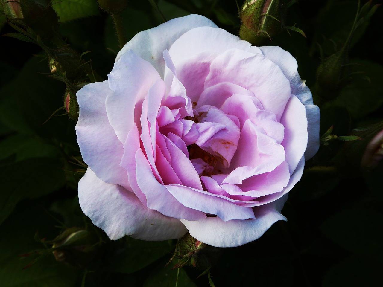 scented rose ornamental garden spring free photo