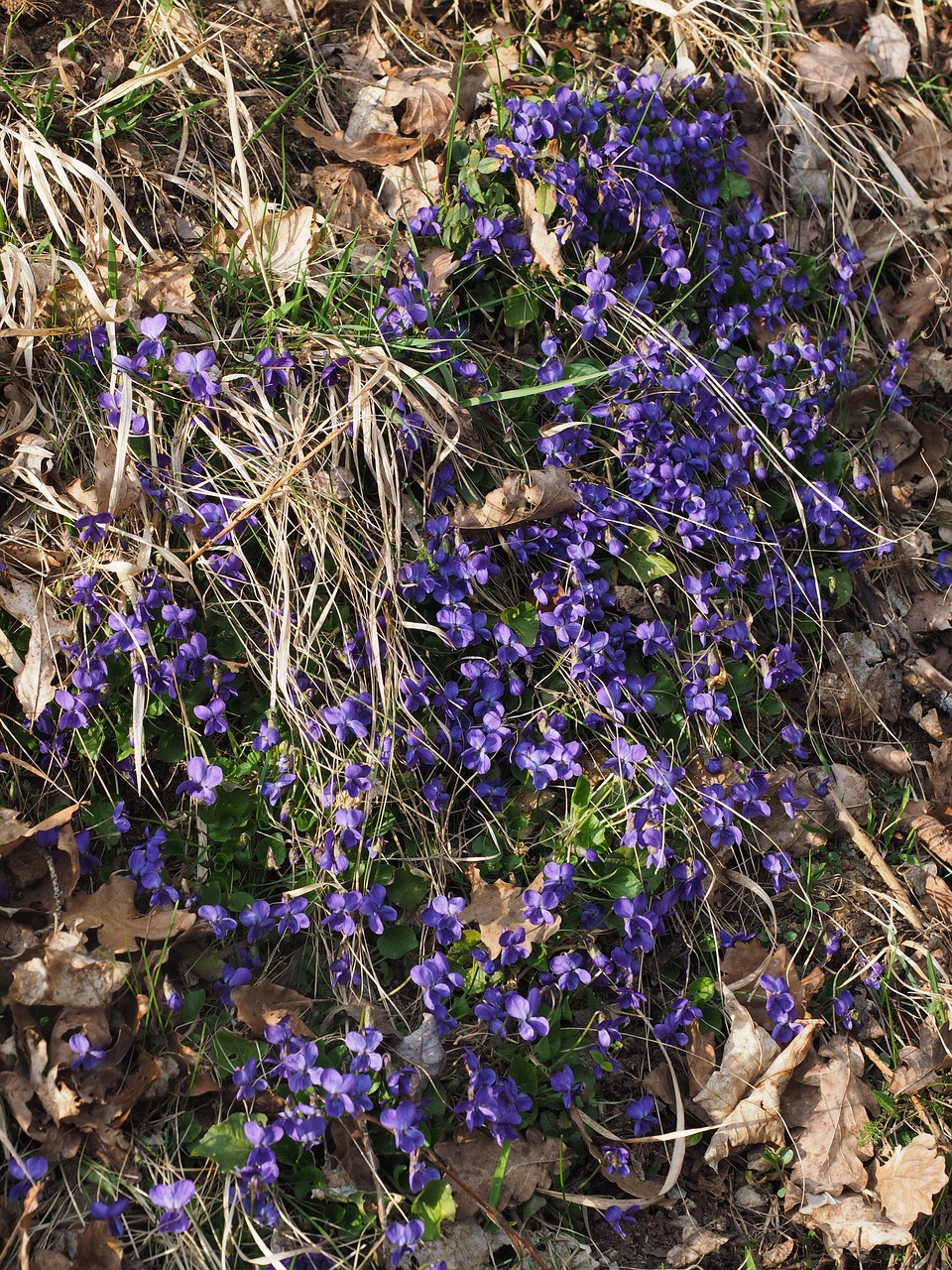 scented violets violet slope free photo