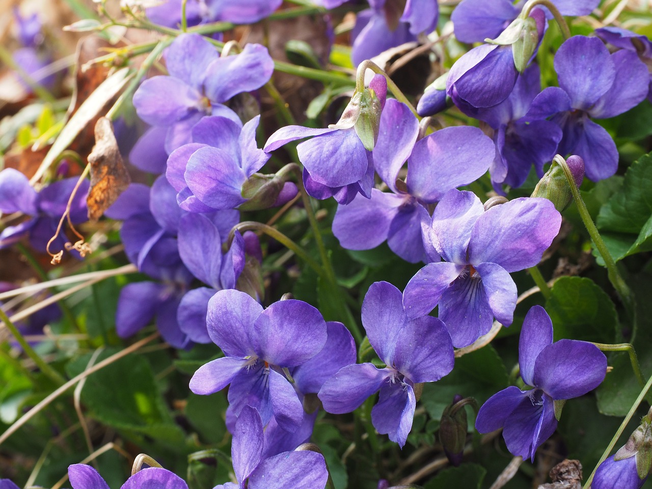 scented violets violet flower free photo