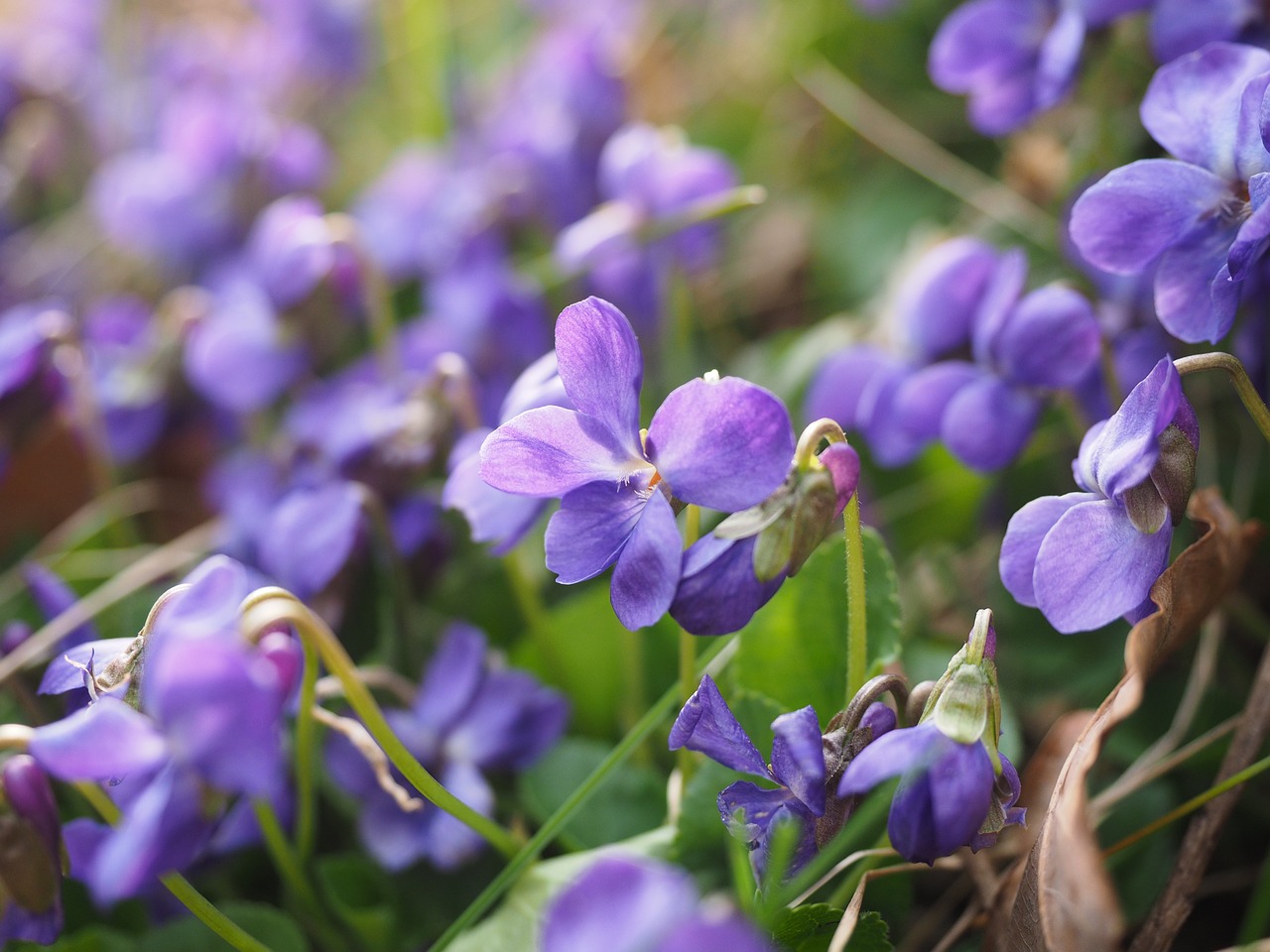 scented violets violet flower free photo