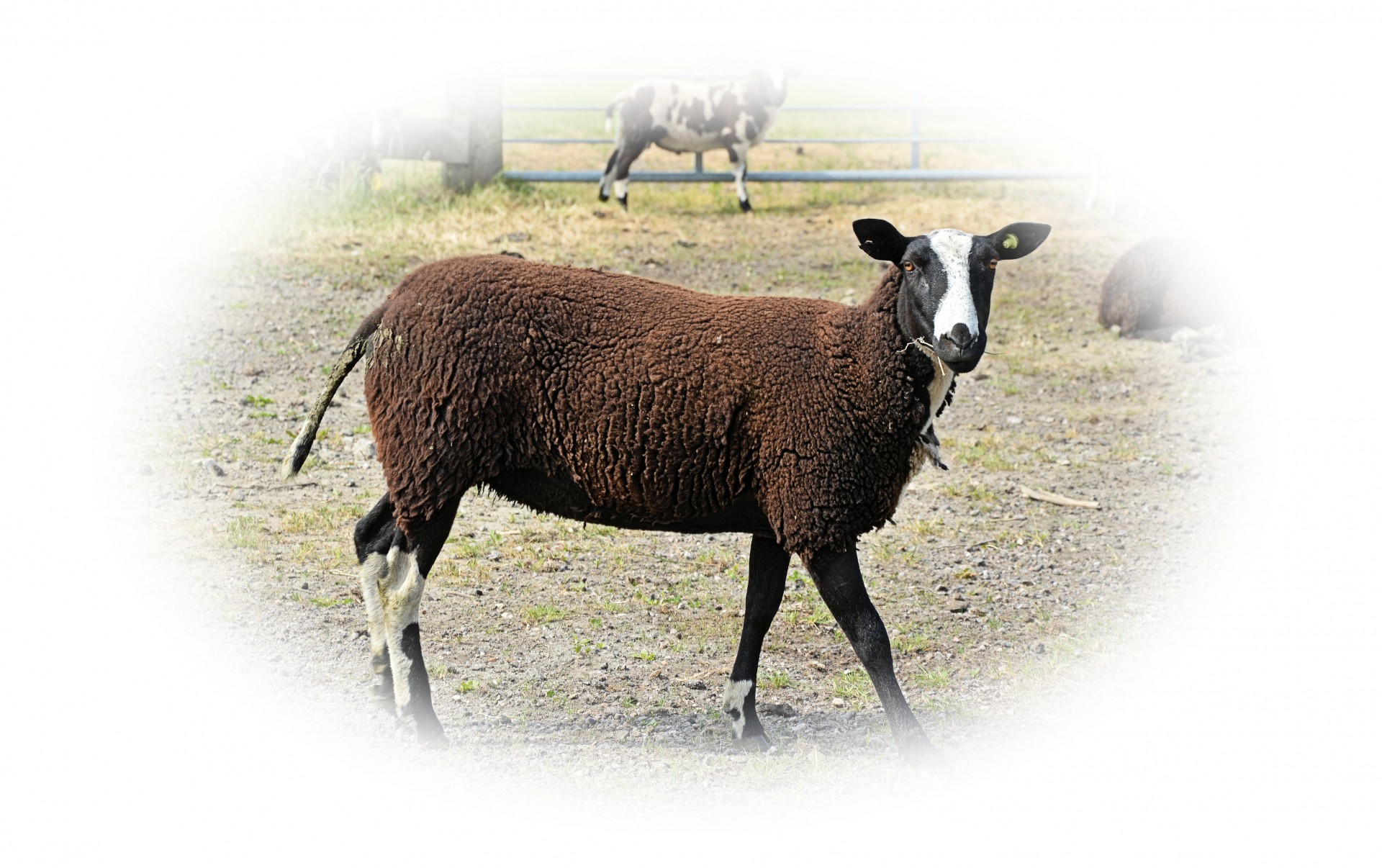 sheep lamb cattle free photo