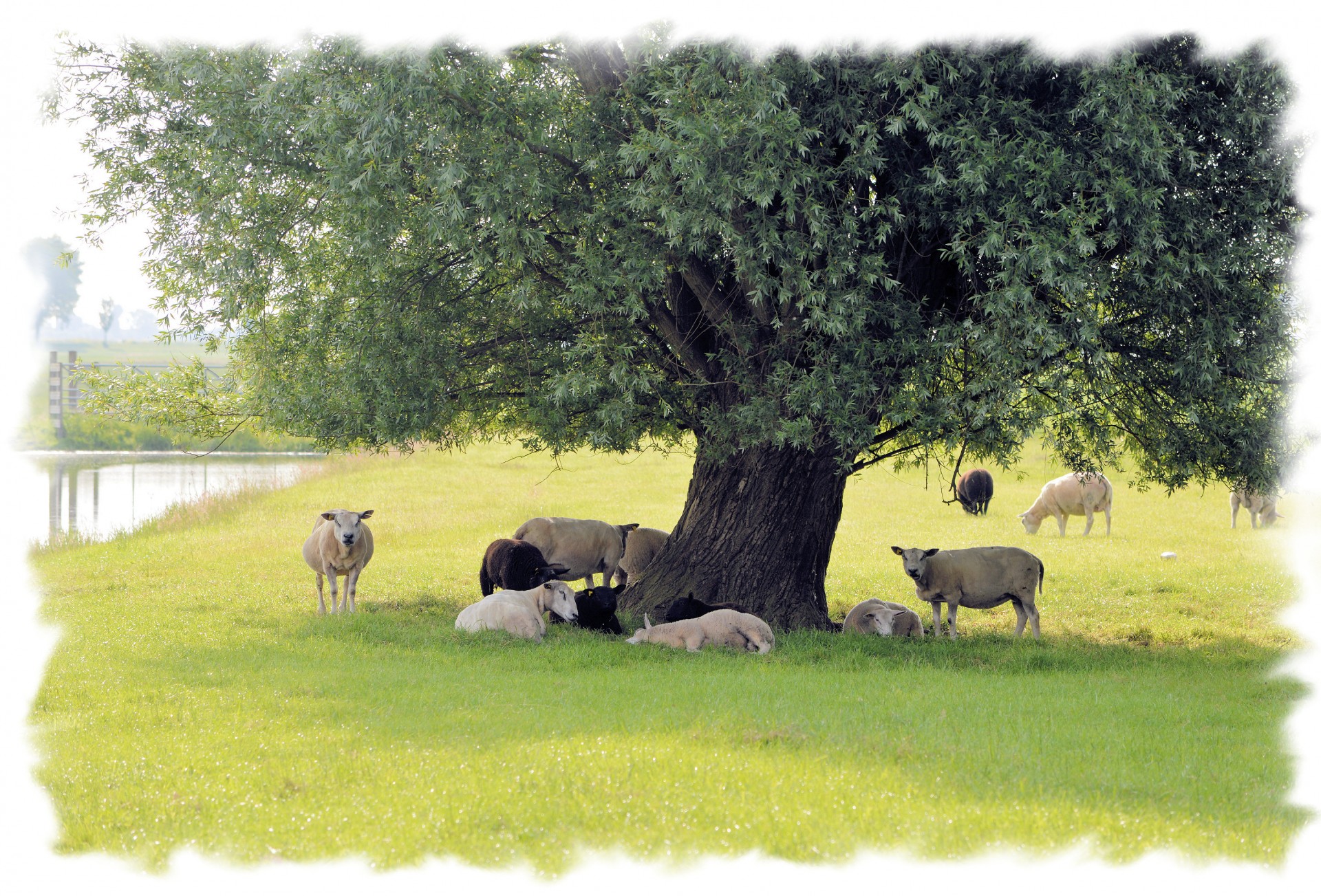 sheep lamb cattle free photo