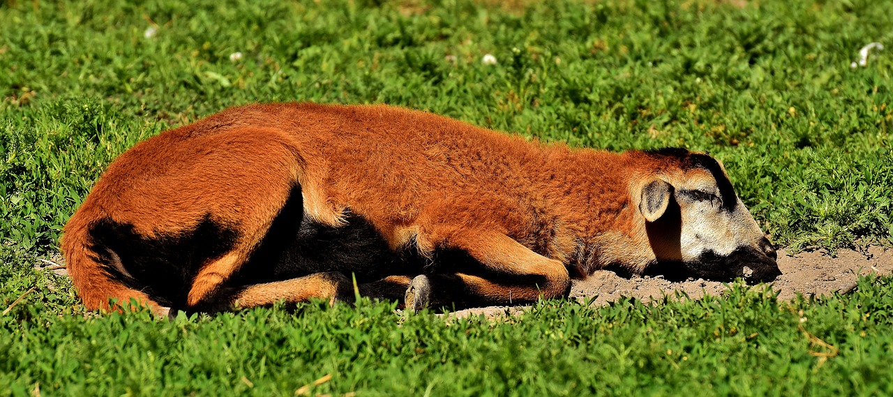 schäfchen young animal sleep free photo