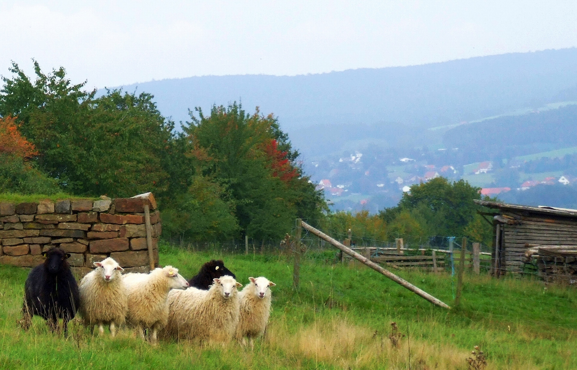 sheep pasture paddock free photo