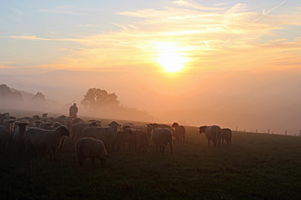 schäfer flock of sheep shepherd romance free photo