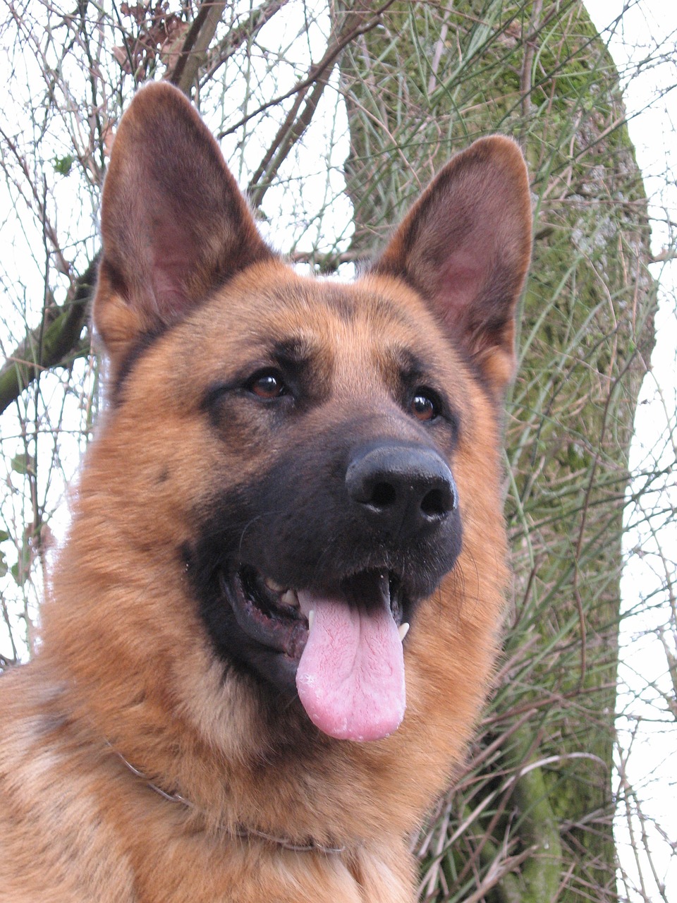 schäfer dog head german shepherd free photo