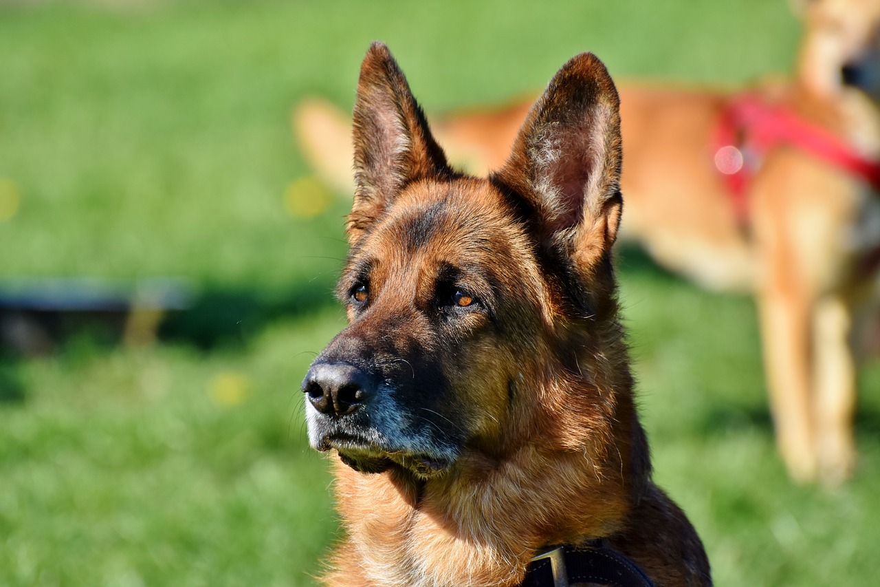 schäfer dog  guard dog  dog free photo