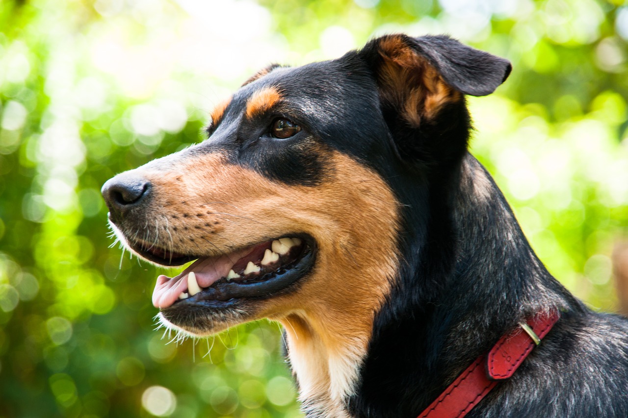 schäfer dog  dog  portrait free photo