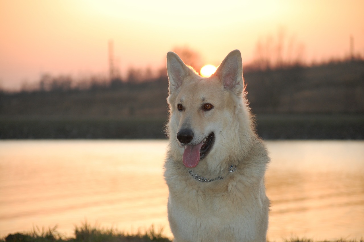 schäfer dog dog sled dog free photo