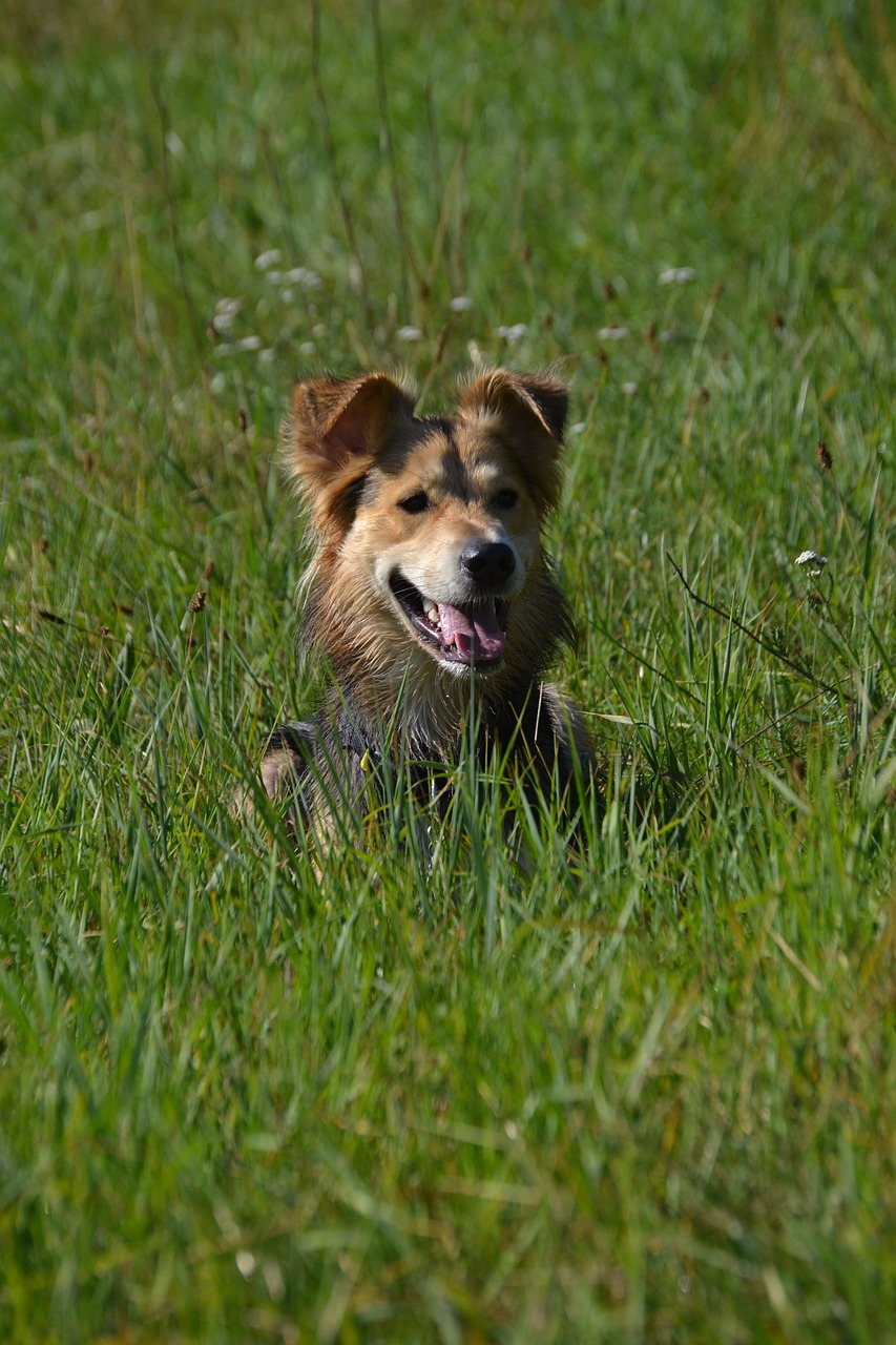 schäfer dog dog in the grass attention free photo