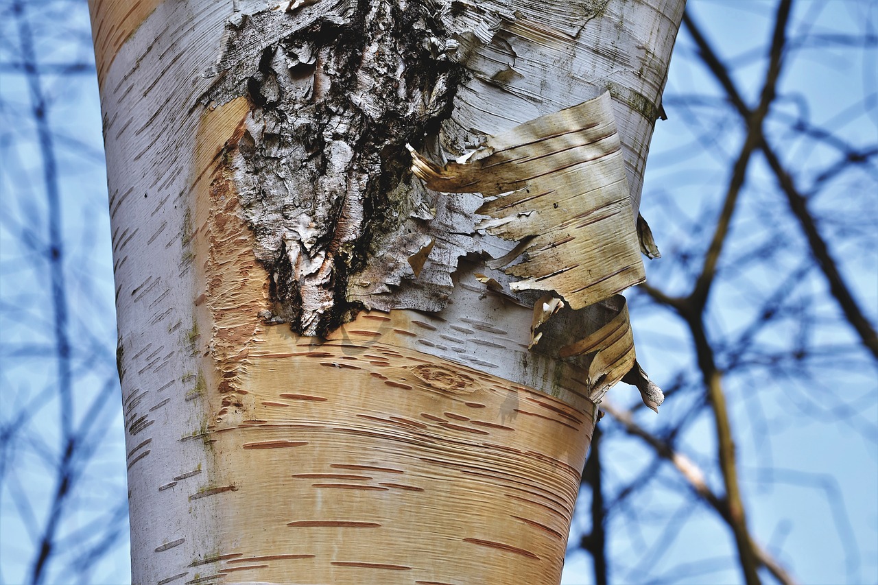 schälbirke  birch  bark free photo