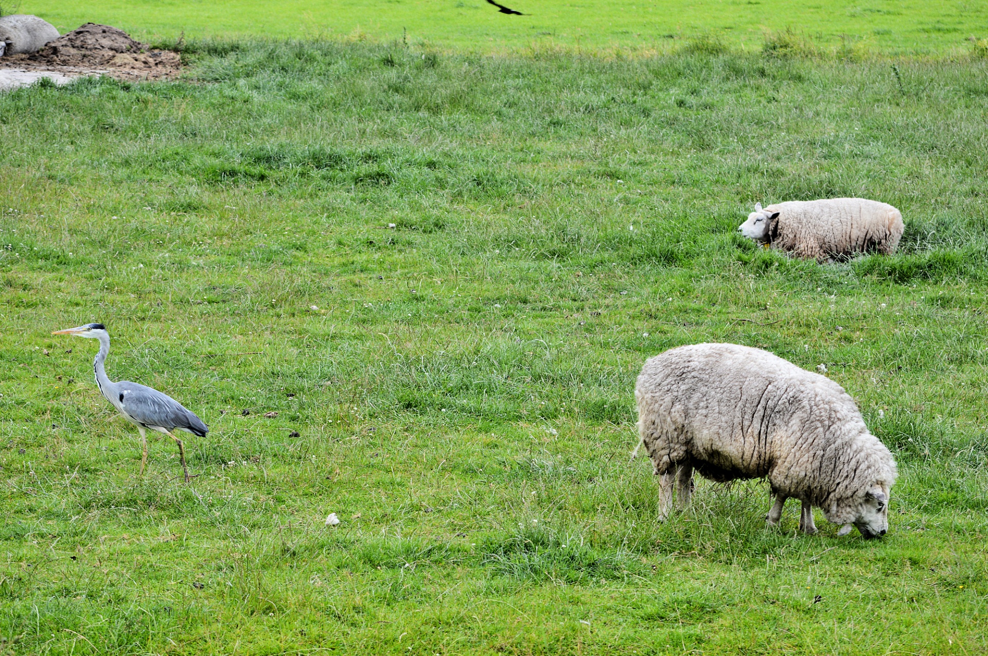 sheep farm animal free photo