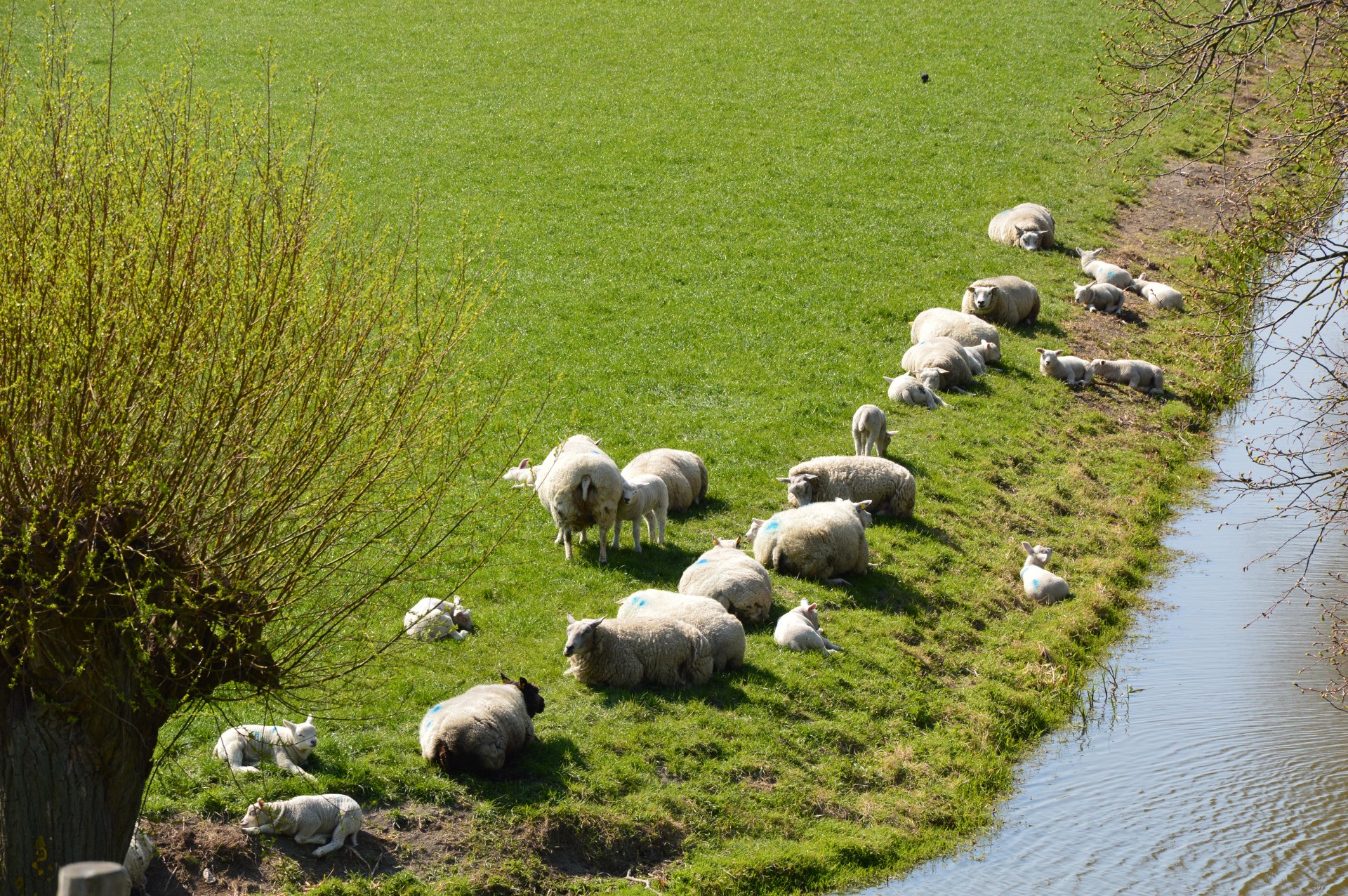 holland panorama sheep free photo