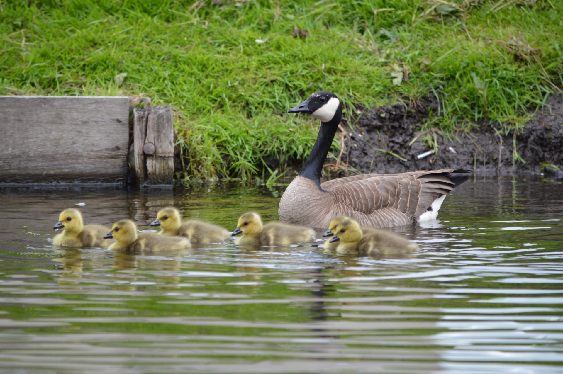 goose young animal free photo