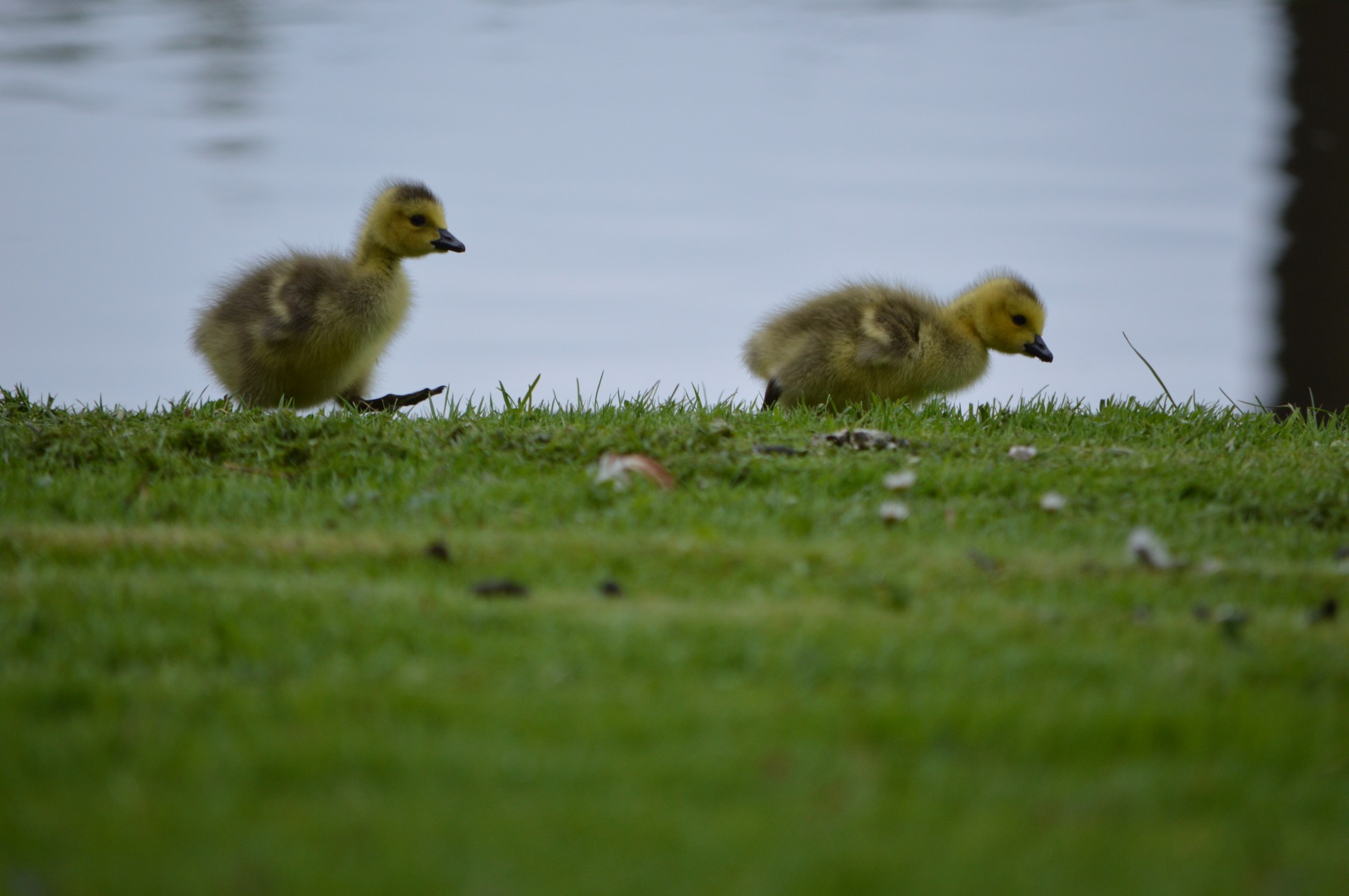 goose young animal free photo