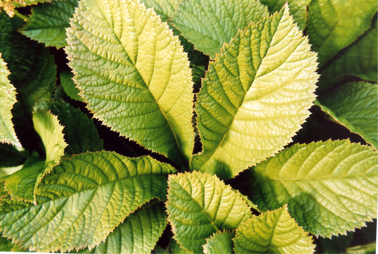 leaf yard rodgersia free photo