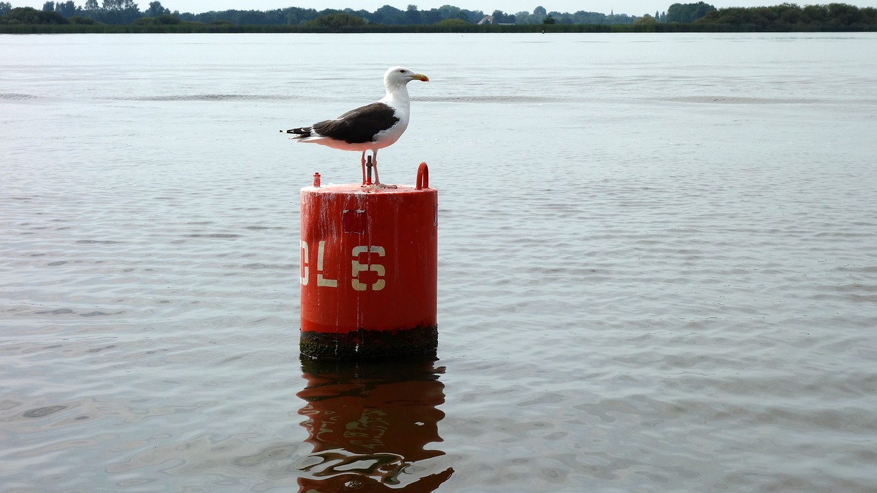 scheepvaartmarkering seagull marking free photo