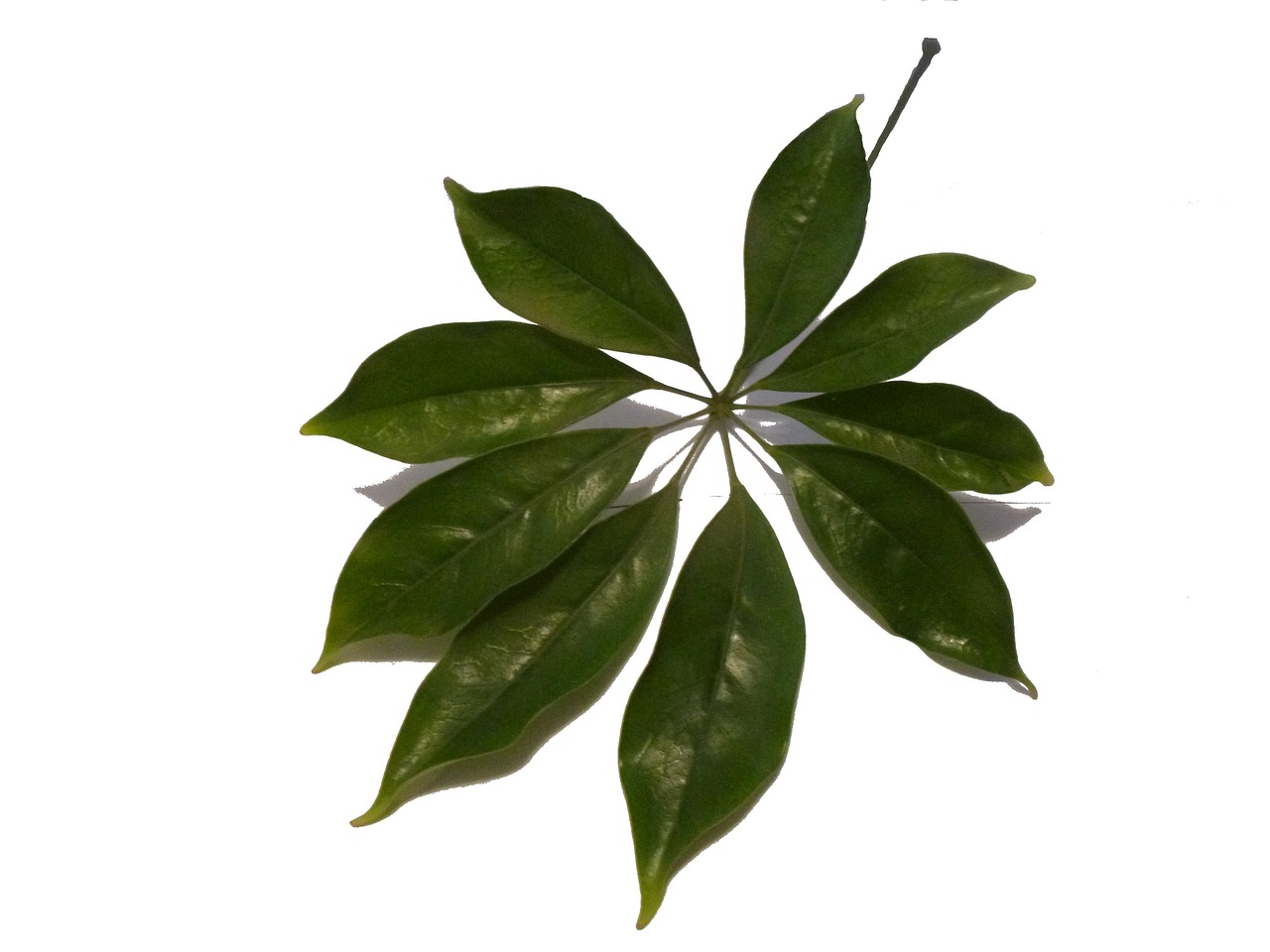 schefflera sheet plant free photo