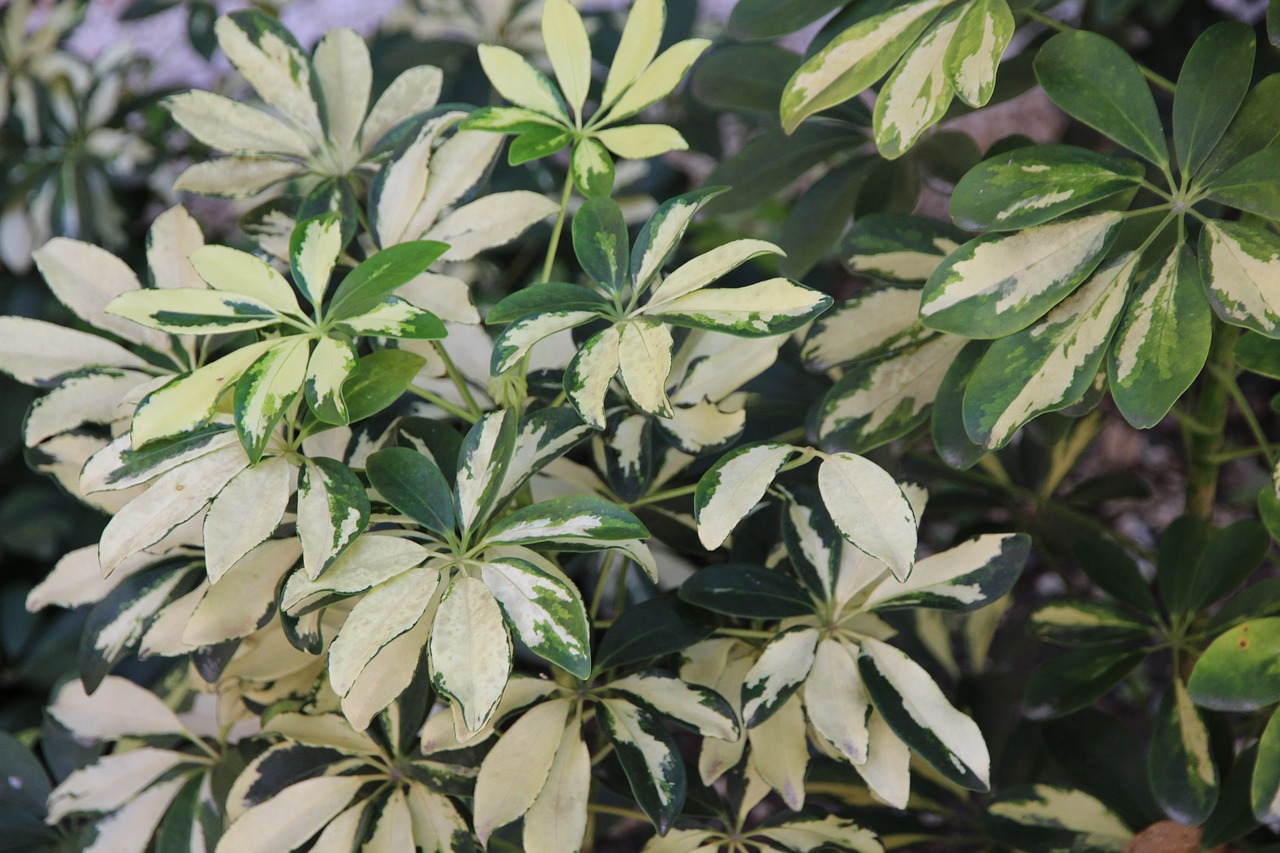 schefflera white-green leaves leaves free photo