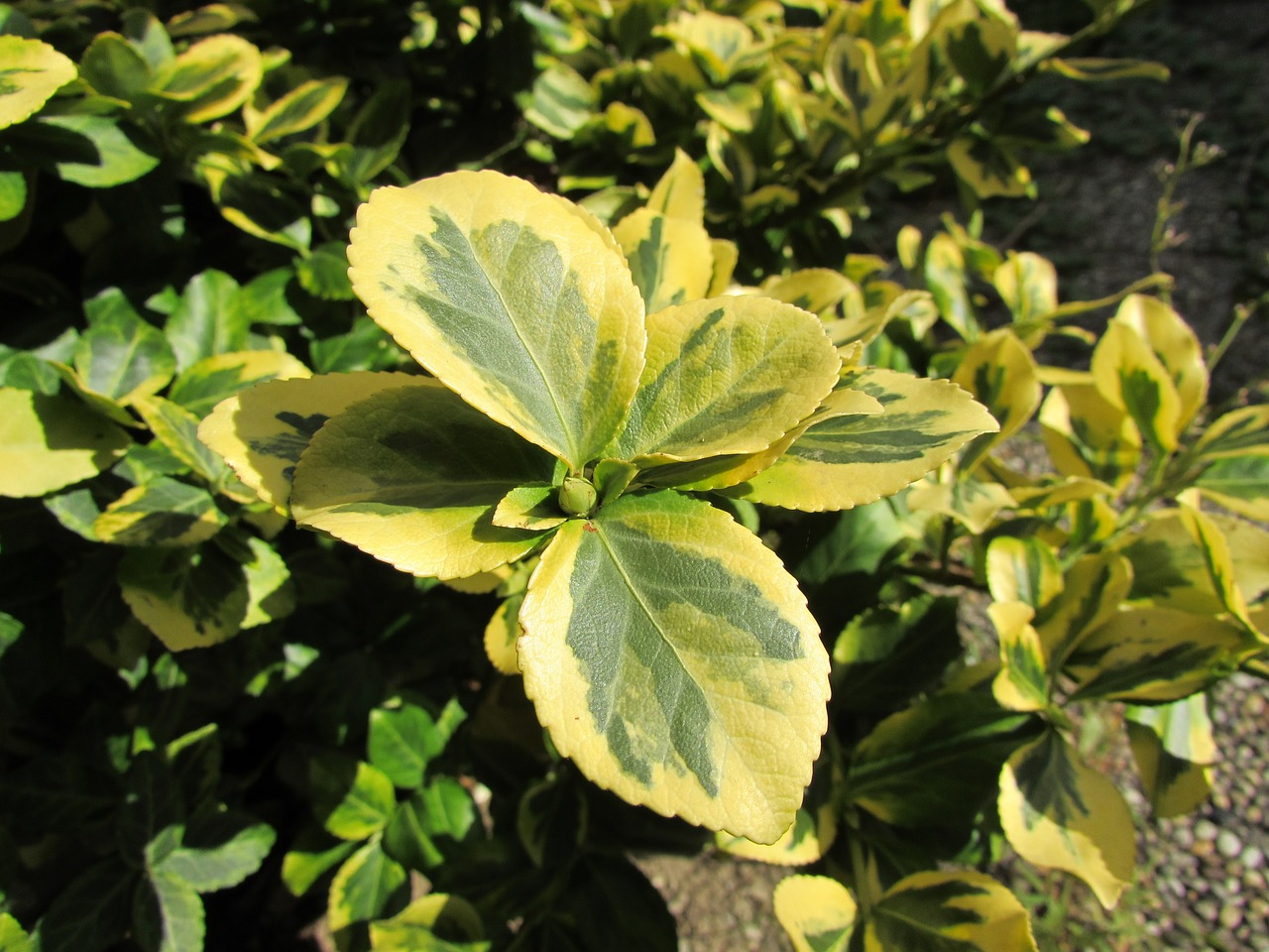 schefflera leaves green free photo