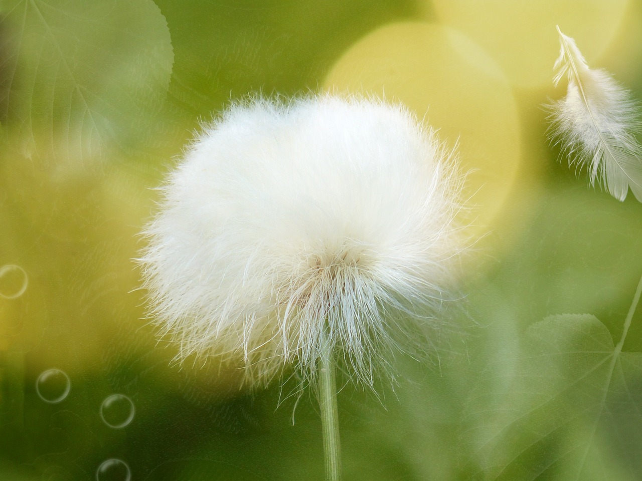 scheuchzer wollgras cottongrass blossom free photo