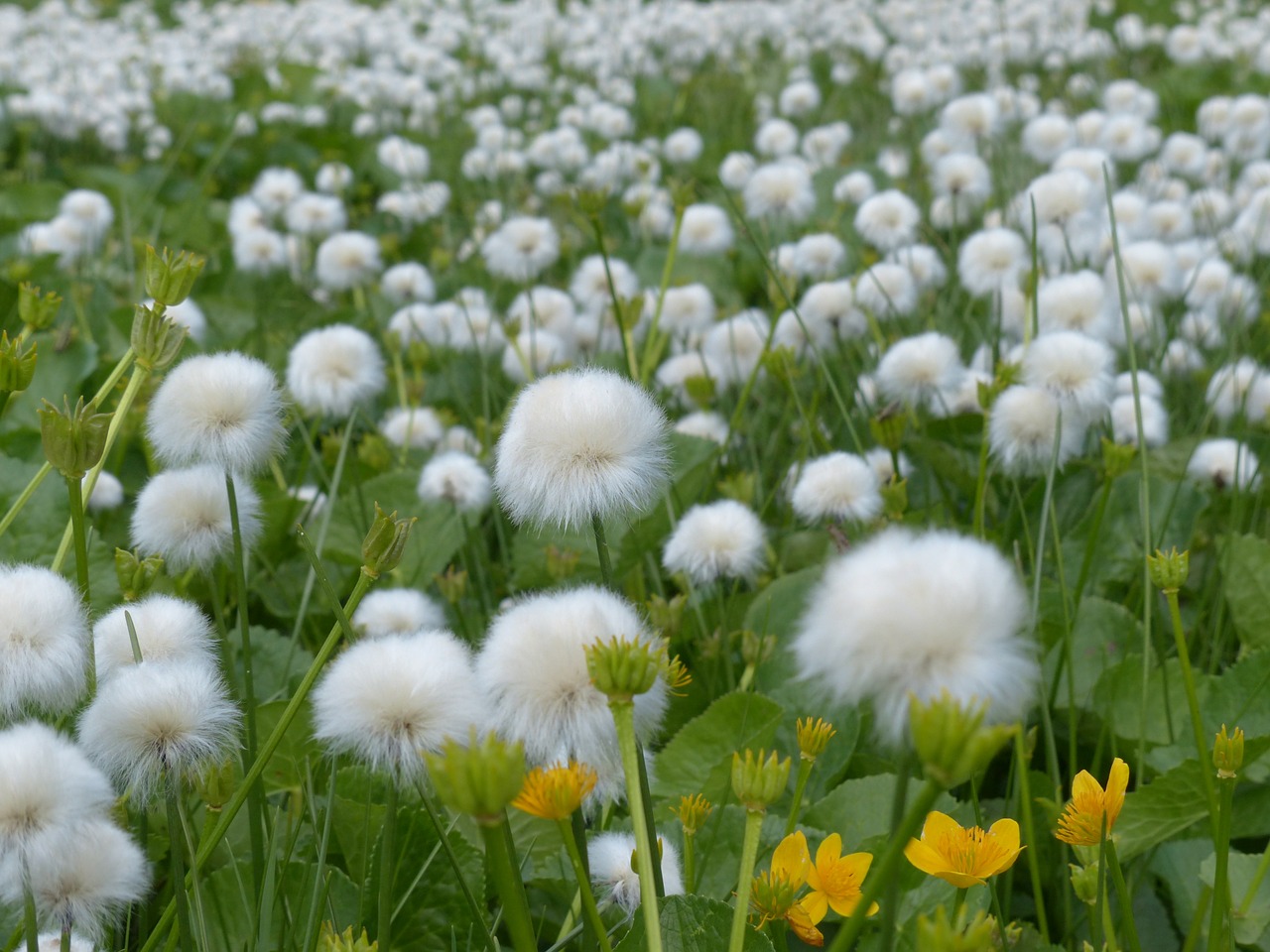 scheuchzers cottongrass eriophorum scheuchzeri sour grass greenhouse free photo