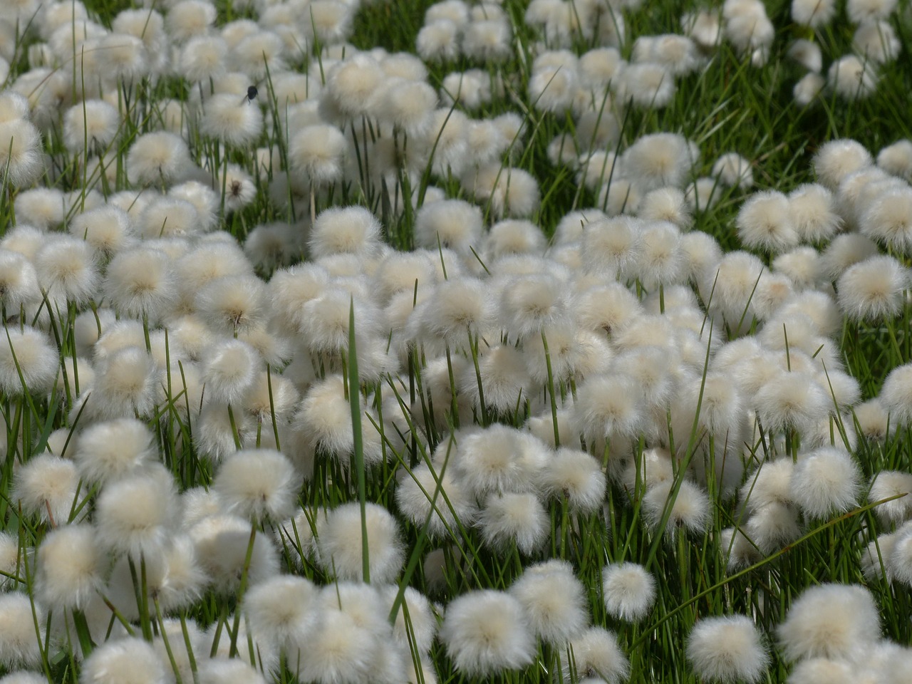 scheuchzers cottongrass eriophorum scheuchzeri sour grass greenhouse free photo