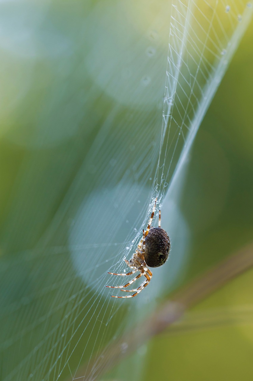 schilfradspinne spider larinioides cornutus free photo