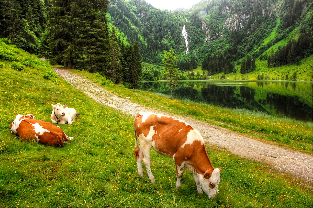 schladming  lake constance  austria free photo