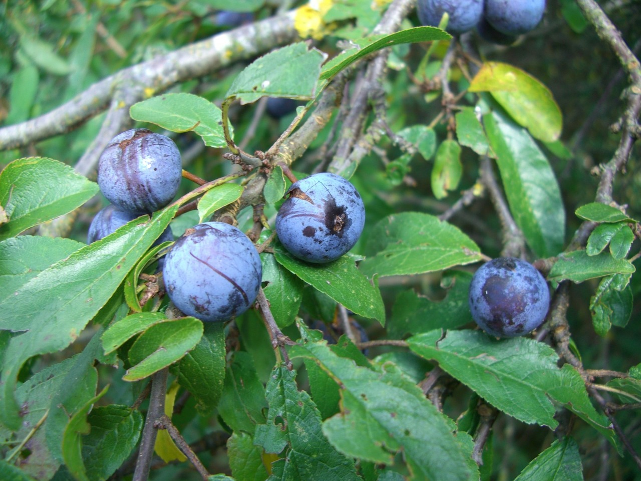 schlehe blackthorn fruits free photo