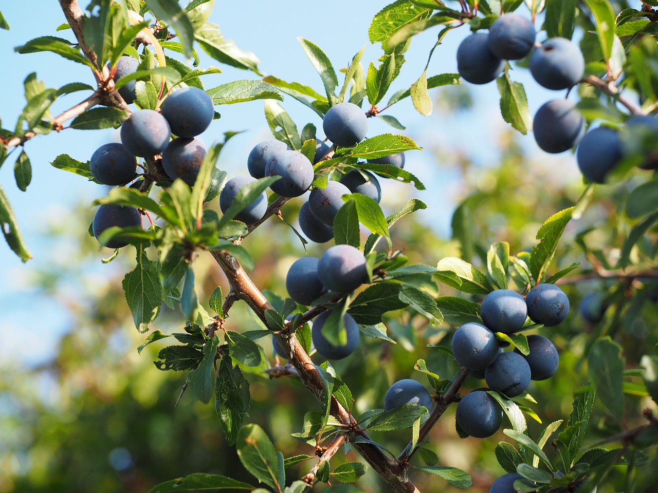 schlehe berries blue free photo