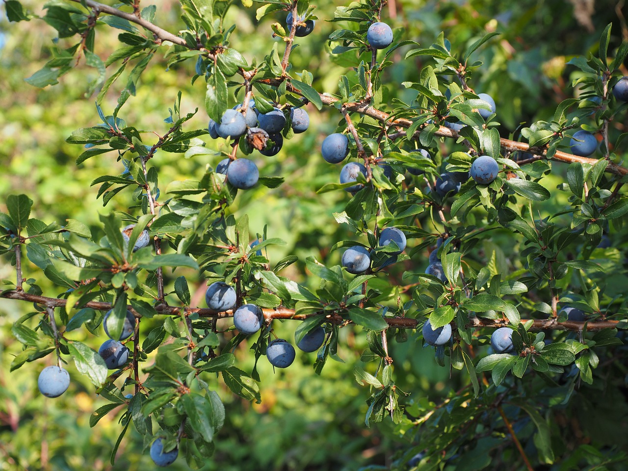 schlehe berries blue free photo
