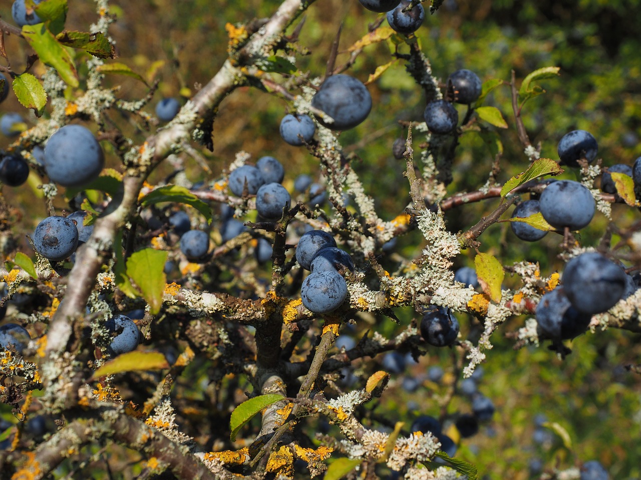 schlehenbeeren schlehe berries free photo