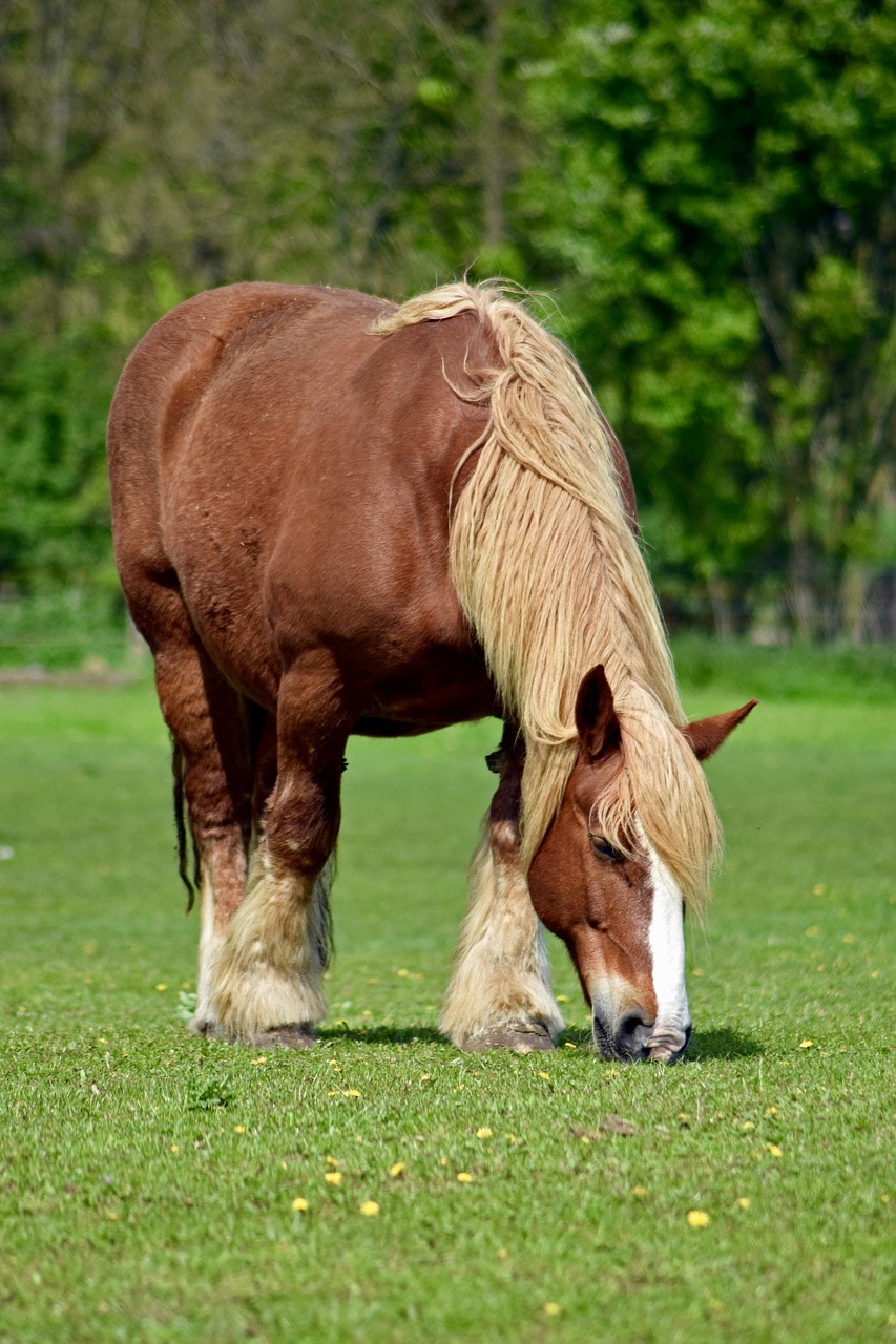 schleswig coldblood horse livestock breed free photo