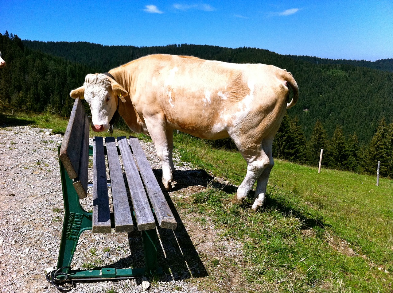 schliersee mountains bank cow free photo