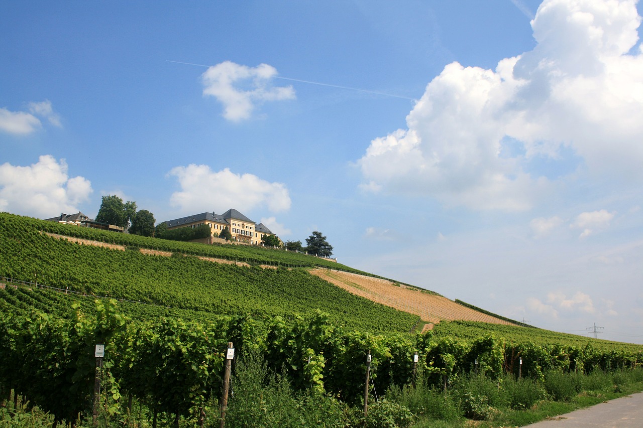 schloss johannisberg vineyard vines free photo